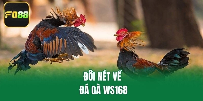 Đôi nét về đá gà ws168